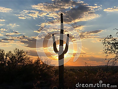 Sunset in Scottsdale, Arizona, Saguaro Cactus tree silhouetted Stock Photo