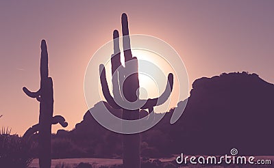 Sunset in Scottsdale Arizona, Saguaro cactus trees Stock Photo