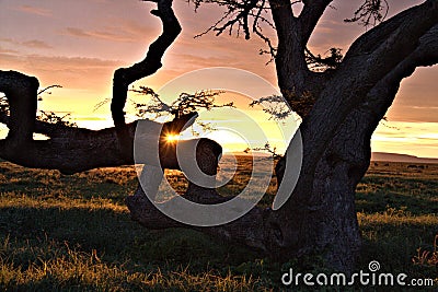 Sunset, Serengeti Plains, Tanzania, Africa Stock Photo