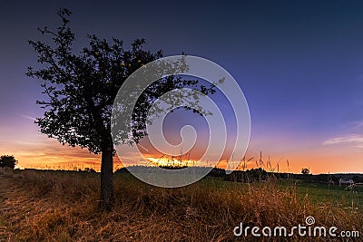 Sunset and silhouette of the tree with ripe apples Stock Photo