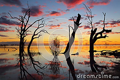 Old gnarly trees on the lake at sunset Stock Photo