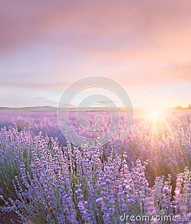 Sunset sky over a summer lavender field. Sunset over a violet lavender field in Provence, France Stock Photo