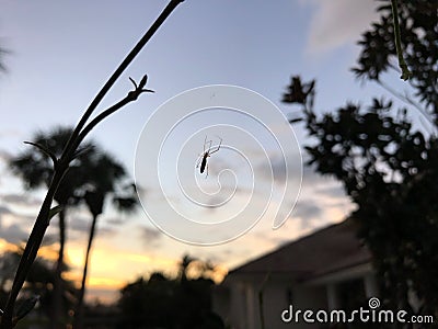 sunset spider web Stock Photo