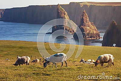 Sunset at Stacks of Duncansby, with a flock of sheep grazing, Du Stock Photo
