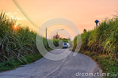 Sunset on sugarcane plantation with van driving on asphalt road Stock Photo