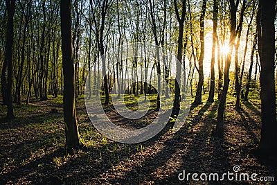 Sunset in summer forest, beautiful sun light in green summer wood, path in wild forest Stock Photo