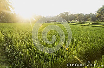 Sunset in the ricefield Ubud, Bali, Indonesia Stock Photo