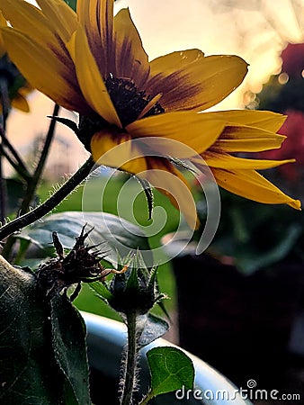 Sunset sunflower Stock Photo