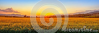 Sunset with sunflower field Stock Photo