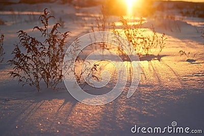 Sunset in a Sunny forest winter snow. The morning before Christmas. Fairytale forest in the sunlight Stock Photo
