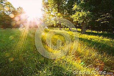 Sunset Or Sunrise In Forest Landscape. Sun Sunshine With Natural Stock Photo