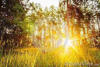 Sunset Or Sunrise In Forest Landscape. Sun Sunshine With Natural Stock Photo