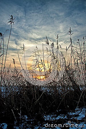 Sunset or sunrise over a field of dryed field of reeds Stock Photo