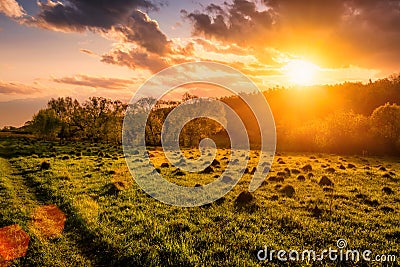 Sunset or sunrise in a spring field with green grass, willow trees and cloudy sky Stock Photo