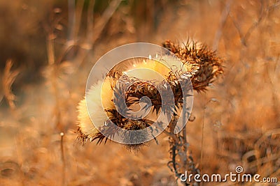 Sunset thistle Stock Photo