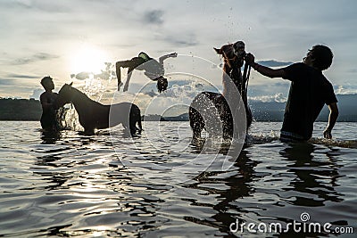 At sunset, three silhouettes of people cleaning racehorses on a beach in Lariti Beach, Bima district, West Nusa Tenggara. Bathing Editorial Stock Photo