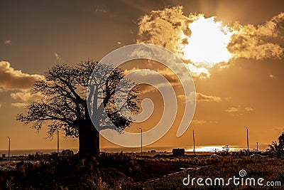 Sunset in the tropical island of Mauritius with African Baobab silhouette. Stock Photo