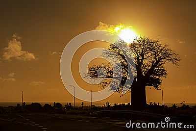 Sunset in the tropical island of Mauritius with African Baobab silhouette. Stock Photo