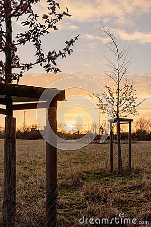 sunset in urban park, young planted tree in front of sunlight Stock Photo