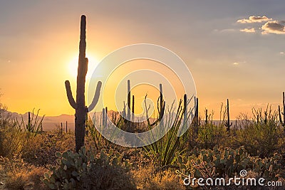 Sunset view of the Arizona desert with Saguaro Stock Photo