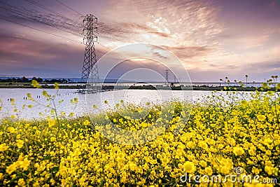 Sunset view of the ponds and waterways of South San Francisco Bay Area, with wild mustard growing on the shorelines, and high Stock Photo