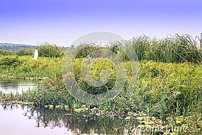 Sunset view of a Shoebill storks Balaeniceps rex bird in Mabamba Swamp from a little wooden fishing boat Stock Photo