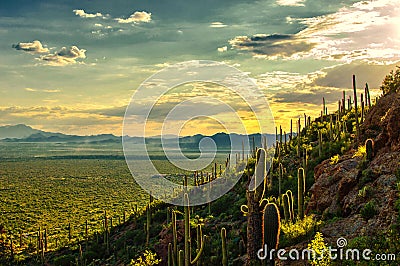 Sunset view of Sonoran desert from Tucson Mountain Park, Tucson AZ Stock Photo