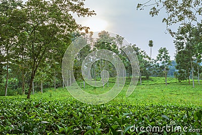 Sunset view of a tea Camellia sinensis plantation, Rweteera, Fort Portal, Uganda Stock Photo
