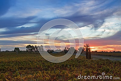 Sunset view of vineyard in the evening in Coonawarra winery region during Autumn in South Australia. Stock Photo