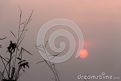 Sunset views amidst a green field Stock Photo