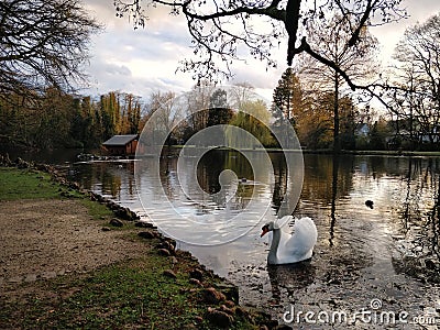 Sunset walk around a lake with swans Stock Photo