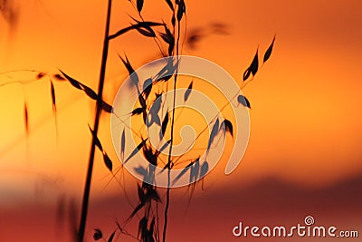 Sunset on Wheat Crop Stock Photo