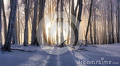 Sunset in winter forest with mist rays, tree ladnscape Stock Photo
