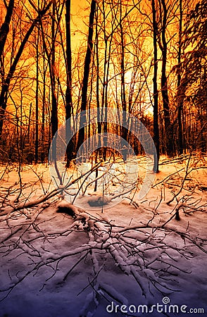 Sunset in a Winter Forest Stock Photo