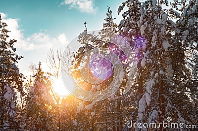 Sunset in a winter forest. Sun rays shining in pine and fir trees Stock Photo
