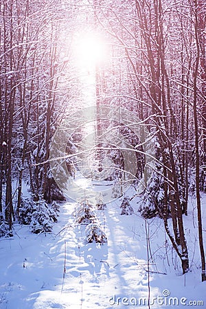 Sunset in the wood between the trees strains in winter period Stock Photo