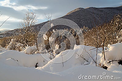 Sunset in the wood between the trees strains in winter period Stock Photo