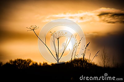 Sunset of yellow and orange over a tree silhouette Stock Photo