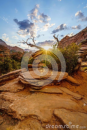 Sunset Zion Stock Photo