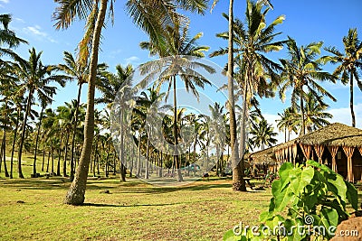 Sunshine beach with Row of palm trees and thatched roof pavilion Stock Photo