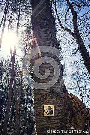 Sunshine behind a tree with a birdhouse in spring Stock Photo