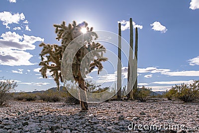 Sunshine through the cholla near Sonoran Desert National Monument Stock Photo