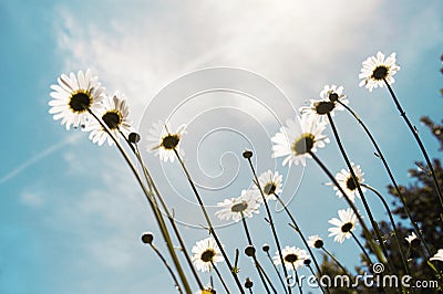 Sunshine Daisies Stock Photo