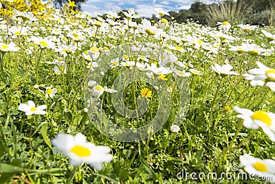 Sunshine daisies vibrant wild meadow Stock Photo