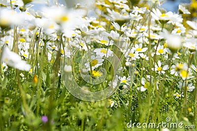 Sunshine daisies vibrant wild meadow Stock Photo