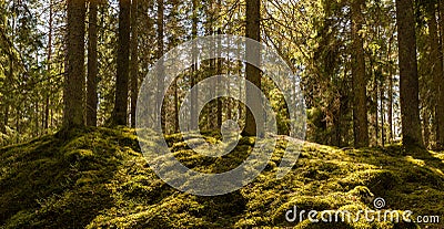 Sunshine on the forest moss Stock Photo