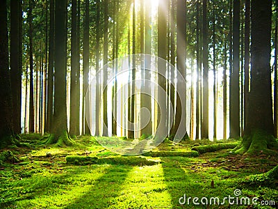 Sunshine in the forest. Stock Photo