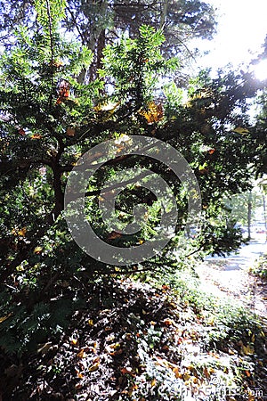 Sunshine through green branches on the bright sky Stock Photo