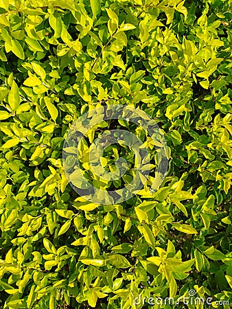 Sunshine Green leaves background wallpaper Stock Photo