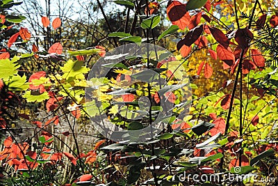 Sunshine through leaves of fall shrubs Stock Photo